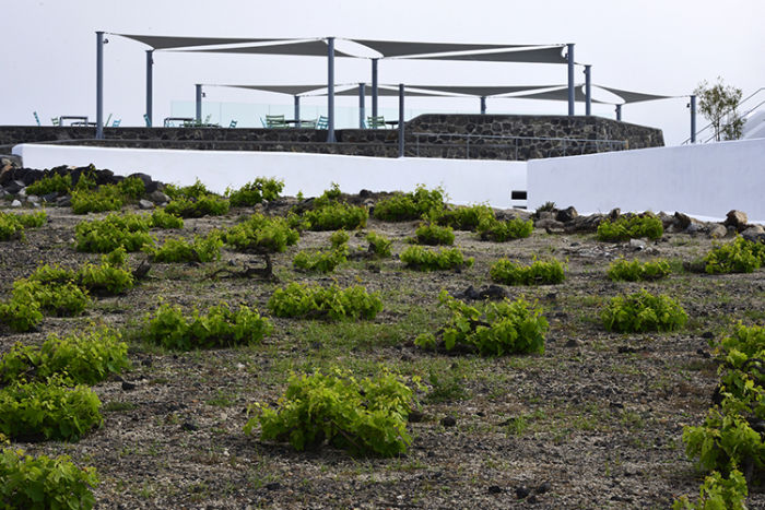 Local winery - Santorini