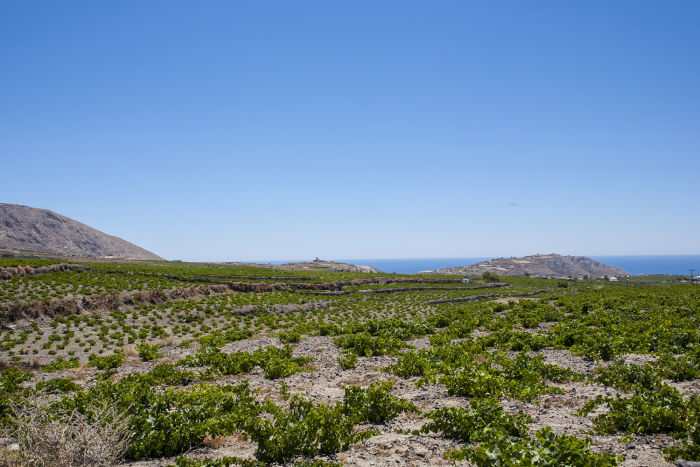 local winery - Santorini