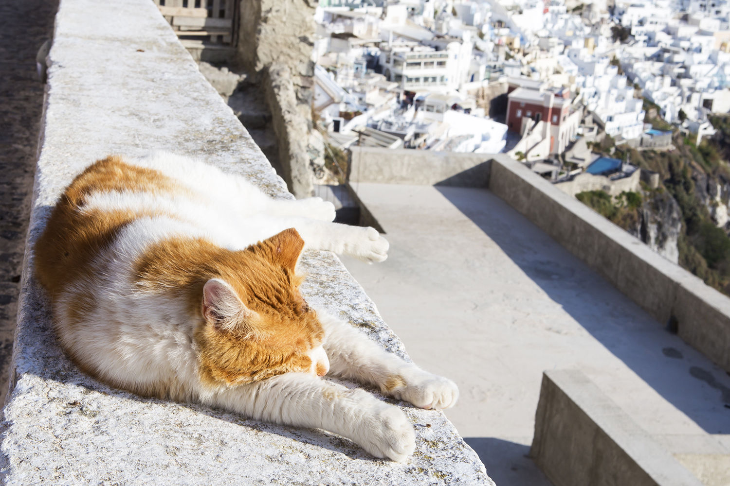 Cat in Fira - Santorini